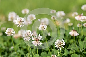 Trifolium repens white dutch ladino clover wild flowering plant, white meadow flowers in bloom photo