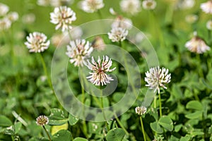 Trifolium repens white dutch ladino clover wild flowering plant, white meadow flowers in bloom photo