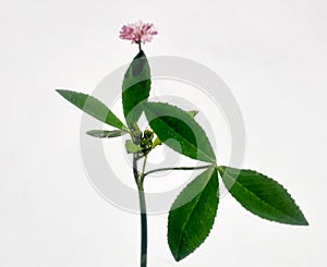 Trifolium resupinatum pink flower plant isolated on white background, common name Persian clover.