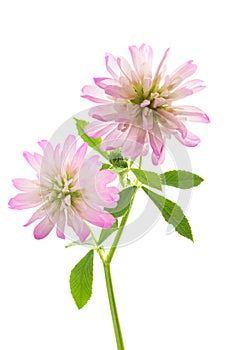 Trifolium resupinatum reversed clover photo