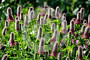 Trifolium rubens Height 60 cm Flower: large, purple-red, blooms in June Little-known, decorative species that is classified