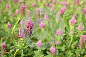 Trifolium rubens with red flowers