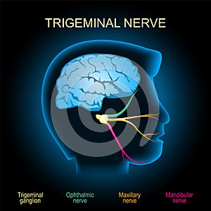 Trigeminal nerve