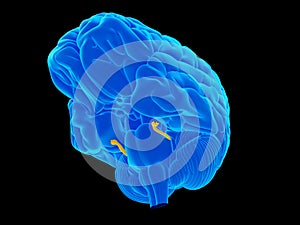 The trigeminal nerve