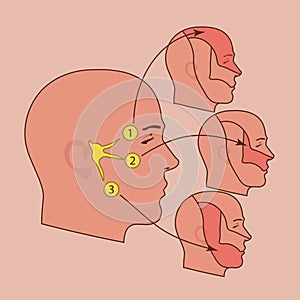 The trigeminal nerve