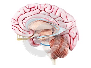 The trigeminal nerve