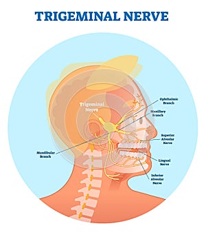 Trigeminal nerve anatomical vector illustration diagram with human head cross section.