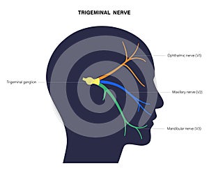 Trigeminal nerve diagram
