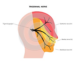 Trigeminal nerve diagram photo