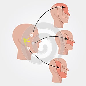 The trigeminal nerve. Human head. Flat illustration.