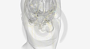 Trigeminal Nerve and Ophthalmic Nerve