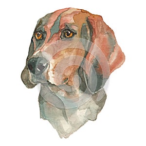 The trigg hound watercolor hand painted dog portrait