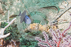 Trigger fish