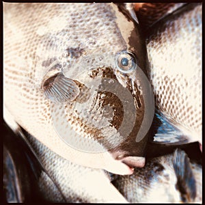 Trigger fish