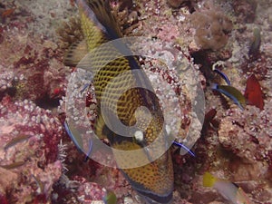 Trigger fish coral maldives ocean