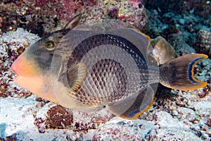 Trigger fish titan defending its nest underwater