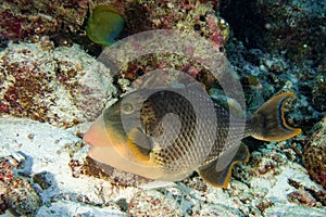 Trigger fish titan defending its nest underwater