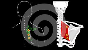 Trigger points in rhomboid major an rhomboid minor muscles. Anatomy. Reflected pain in the muscles of the back.