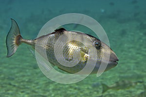 Triggerfish