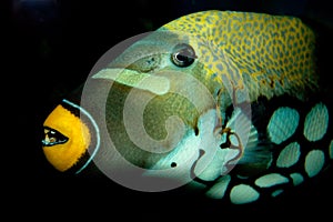 Triggerfish