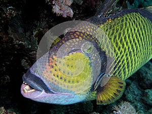 Triggerfish