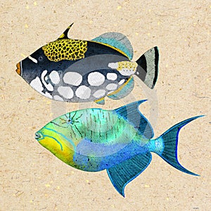 Triggerfish