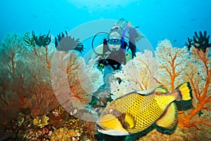 Triggerfish and diver