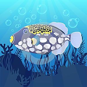 Triggerfish fish clown at the bottom of sea with algae, flat realistic drawing. Cute painted colorful violet yellow fish with