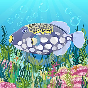 Triggerfish fish clown at the bottom of sea with colorful algae drawing, underwater world background. Violet yellow fish with