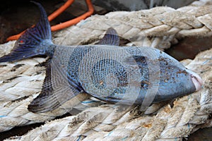 Triggerfish on a rope