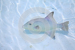 Triggerfish in a shallow water