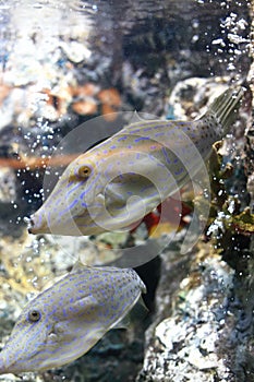 Triggerfish photo