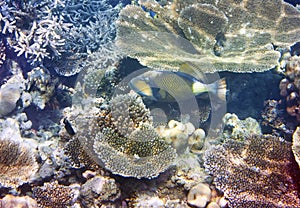 Triggerfish & x28;Balistidae& x29; over a coral reef, the Indian Ocean photo