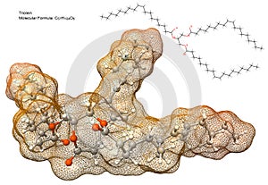 Triglyceride molecule