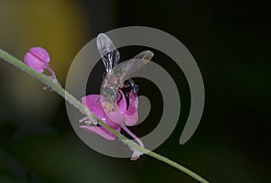 Trigona bee at work