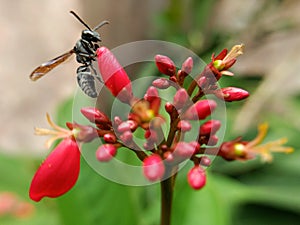 trigona honey bee perched on Batavia flower & x28;jatrhopa& x29;