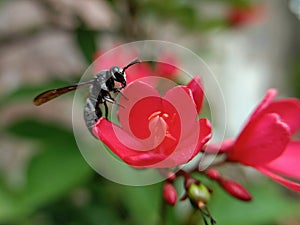 Trigona honey bee perched on a red Batavia & x28;spicy jatrhopa& x29; flower with a blurred background
