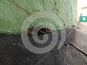 trigona nest spp. or a stingless bee in a wall hole on Sebatik Island, Indonesia