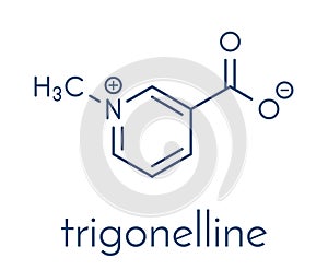 Trigonelline molecule. Metabolite of niacin (vitamin B3) but also found in a number of plants, including fenugreek. Skeletal