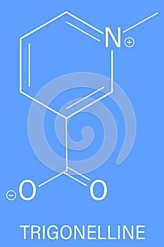 Trigonelline molecule skeletal formula. Metabolite of niacin, vitamin B3