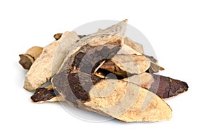 Trigonostemon reidioides Kurz Craib isolated on white photo