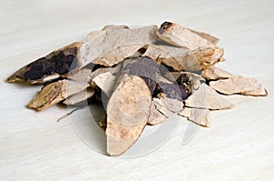 Trigonostemon reidioides Kurz Craib isolated on wood photo