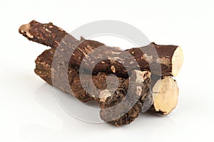 Trigonostemon reidioides Kurz Craib. photo