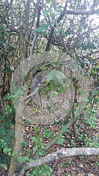 Macaco na trilha do Parque da Pescaria, Guarapari, EspÃÂ­rito Santo. photo