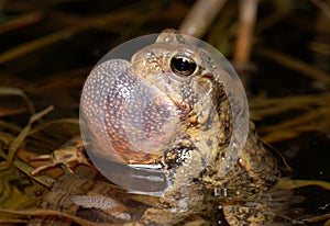 Trilling American Toad