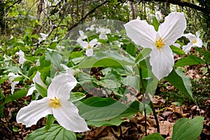Trillium Bed - low angle