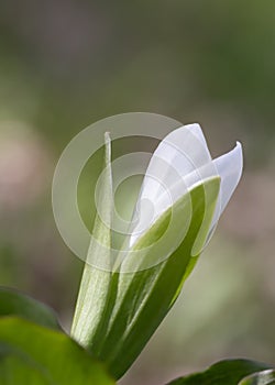 Trillium Bloom in Springtime