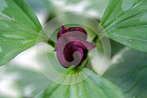 Trillium Blossom Close up -  Melanthiaceae