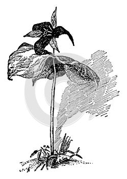 Trillium Erectum vintage illustration photo