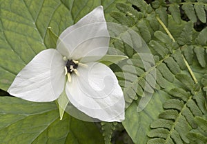 Trillium Flower and Ferns